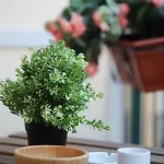 Laetitia Guest House116 Gasthof Neapel